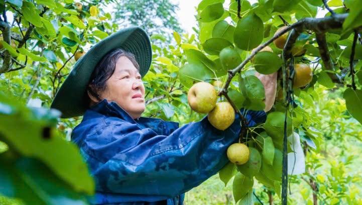 Lào Cai: Nông dân xã Mường Khương vào mùa thu hoạch lê Tai nung
