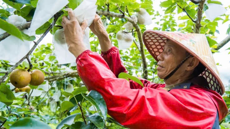 Lào Cai: Nông dân xã Mường Khương vào mùa thu hoạch lê Tai nung