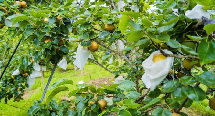 Lào Cai: Nông dân xã Mường Khương vào mùa thu hoạch lê Tai nung