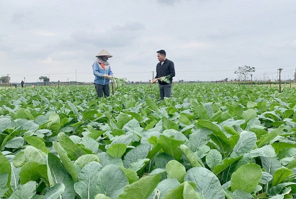 Hà Nội thúc đẩy sản xuất nông sản an toàn gắn với chuyển đổi số