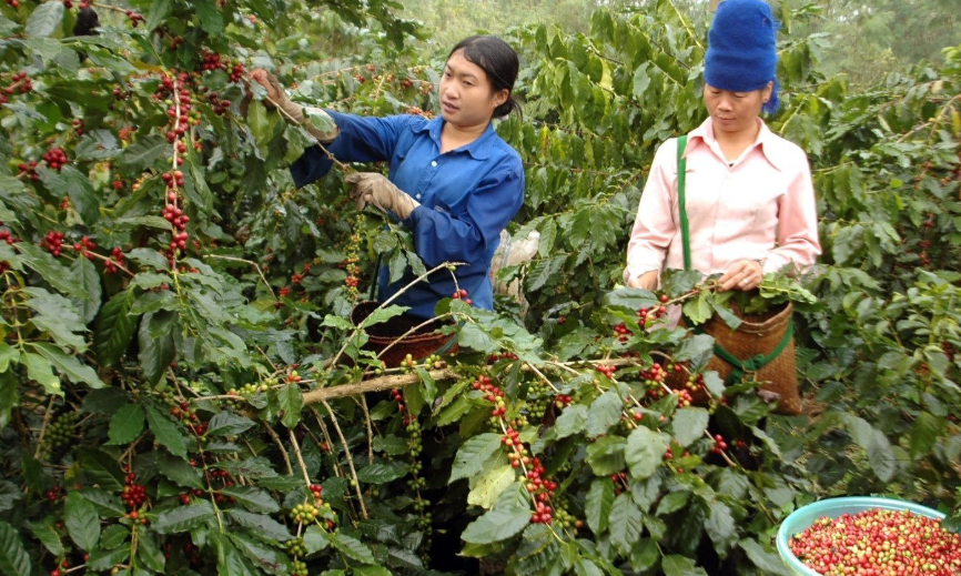 Chuyển đổi cơ cấu cây trồng mở hướng phát triển kinh tế bền vững