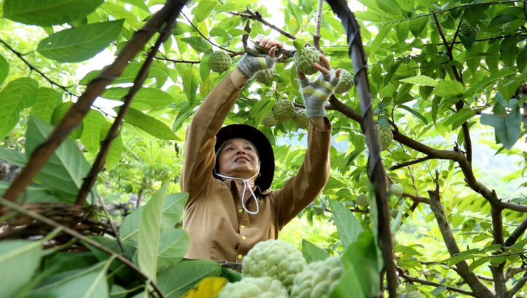 Mở rộng thị trường, tăng giá trị na Lạng Sơn