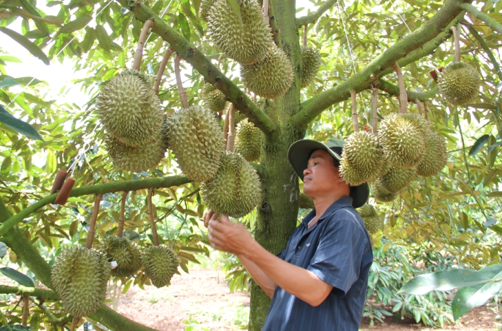 Mở rộng thị trường xuất khẩu sầu riêng