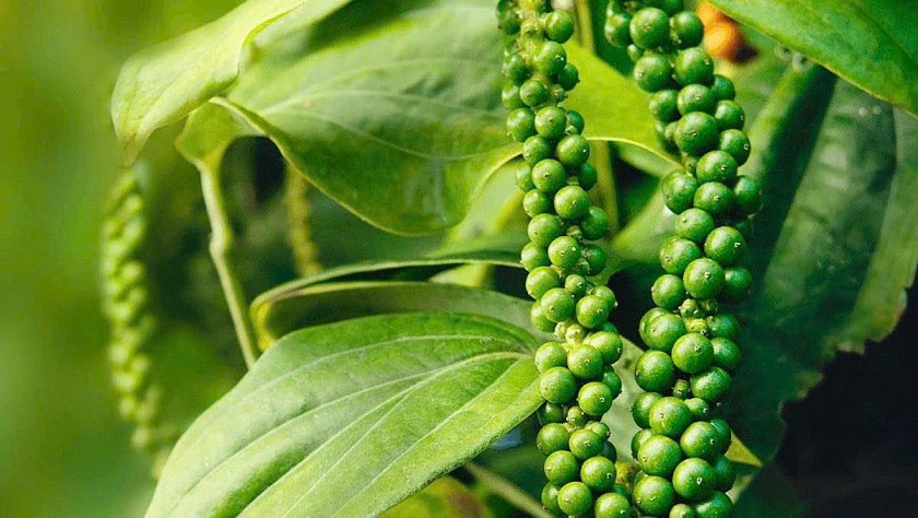 Giá nông sản hôm nay 1/8: Hồ tiêu đi ngang, cà phê phân hóa, lúa gạo khởi sắc Giá nông sản hôm nay 1/8: Hồ tiêu đi ngang, cà phê phân hóa, lúa gạo khởi sắc