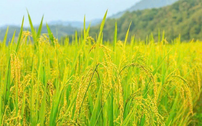 Giá nông sản hôm nay 2/8: Hồ tiêu giữ đỉnh 142.000 đồng/kg, cà phê thế giới khởi sắc, lúa gạo ổn định Giá nông sản hôm nay 2/8: Hồ tiêu giữ đỉnh 142.000 đồng/kg, cà phê thế giới khởi sắc, lúa gạo ổn định