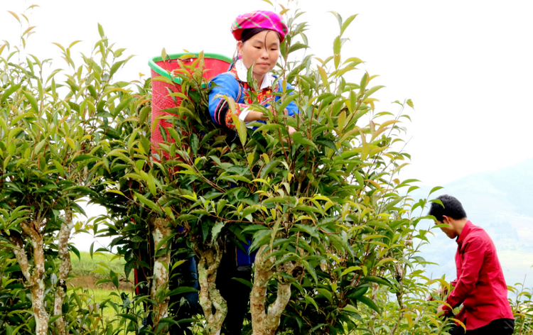 Tuyên Quang phát huy giá trị nông sản bản địa
