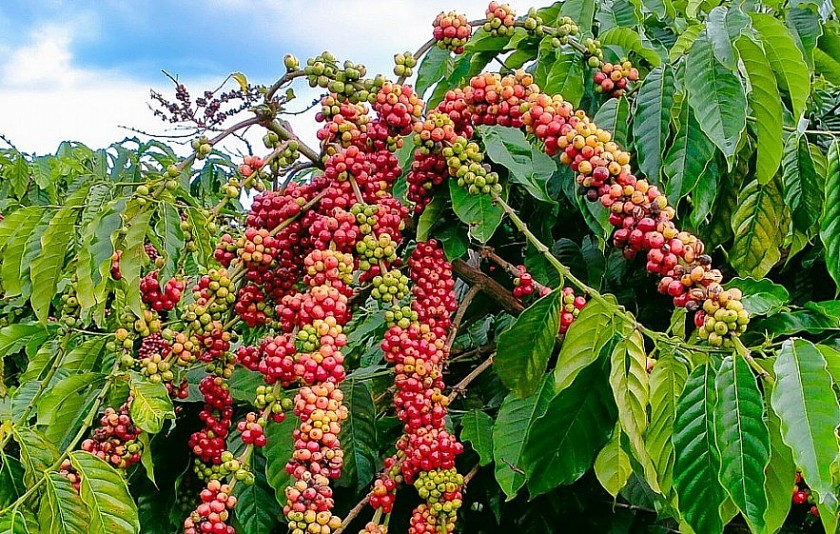 Giá nông sản hôm nay 3/8: Cà phê bật tăng, hồ tiêu giảm nhẹ, lúa gạo ổn định
