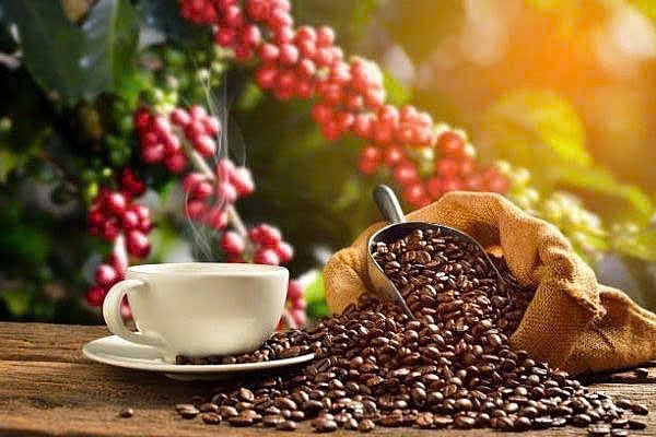 Giá nông sản hôm nay 6/8: Cà phê tăng mạnh, tiêu đi ngang, lúa tươi đồng loạt nhích giá