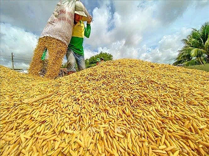 Giá nông sản hôm nay 6/8: Cà phê tăng mạnh, tiêu đi ngang, lúa tươi đồng loạt nhích giá