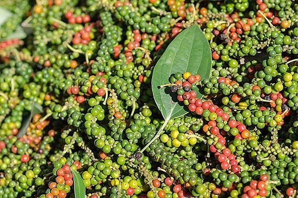 Giá nông sản hôm nay 7/8: Cà phê áp sát 100.000 đồng/kg, hồ tiêu đi ngang, gạo xuất khẩu biến động trái chiều