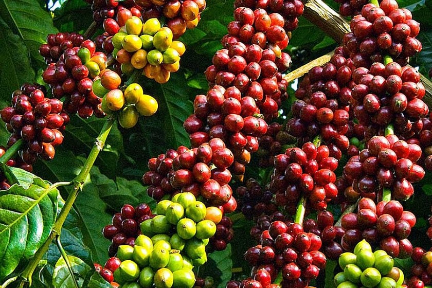Giá nông sản hôm nay 7/8: Cà phê áp sát 100.000 đồng/kg, hồ tiêu đi ngang, gạo xuất khẩu biến động trái chiều