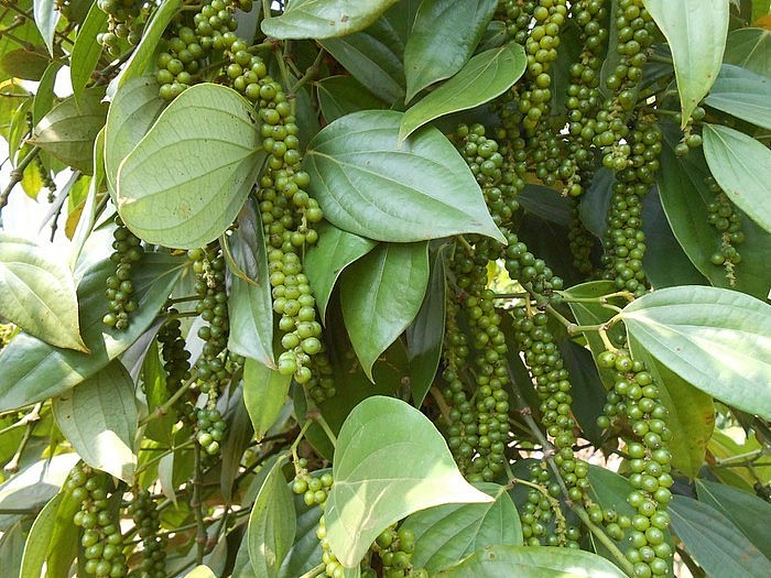 Từ lợi thế nguyên liệu đến giá trị gia tăng cho gia vị Việt Từ lợi thế nguyên liệu đến giá trị gia tăng cho gia vị Việt
