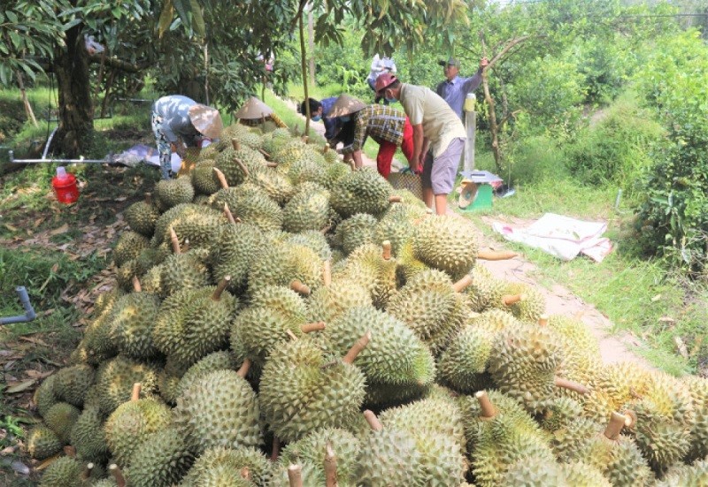 Đẩy mạnh truy xuất nguồn gốc, kiểm soát chất lượng nông sản