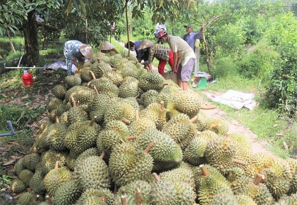 Đẩy mạnh truy xuất nguồn gốc, kiểm soát chất lượng nông sản