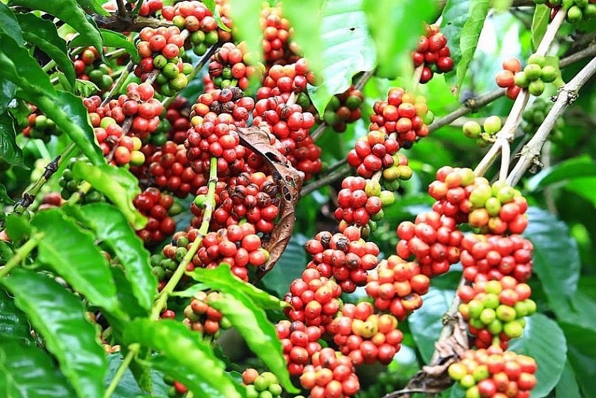 Giá nông sản hôm nay 14/8: Cà phê giảm, tiêu đi ngang, gạo xuất khẩu tăng nhẹ