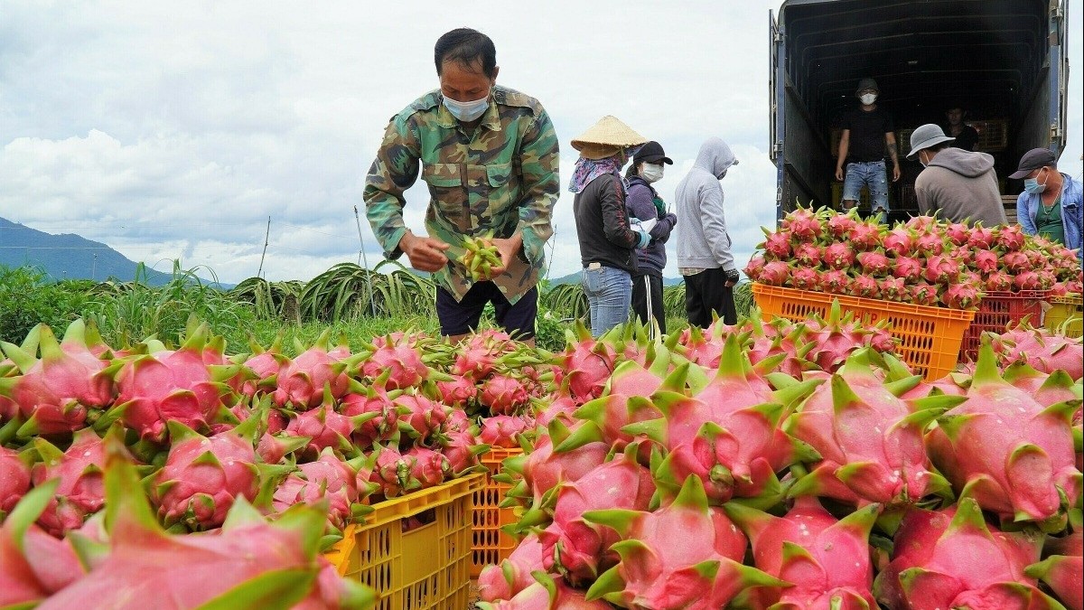 Siết chặt mã số vùng trồng: Bước đi cần thiết để giữ vững uy tín nông sản Việt