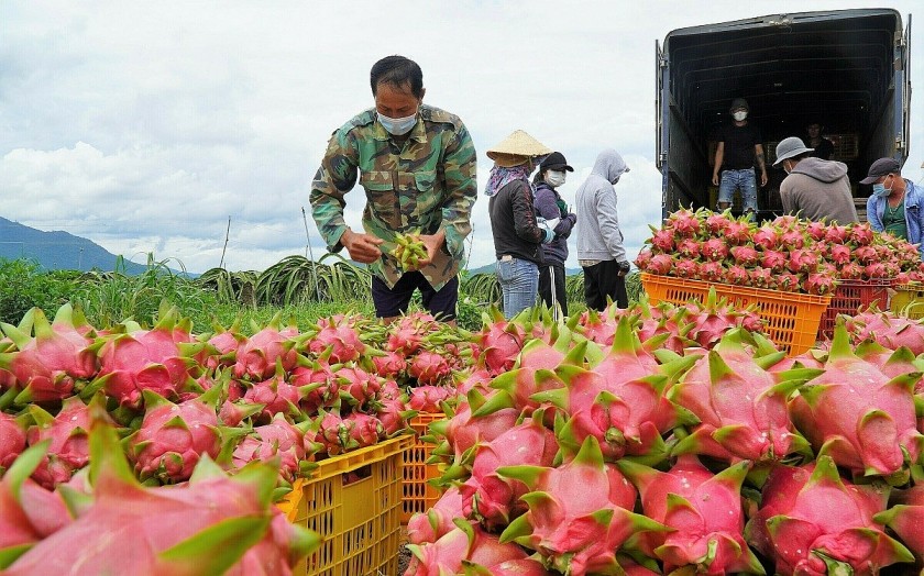 Siết chặt mã số vùng trồng: Bước đi cần thiết để giữ vững uy tín nông sản Việt