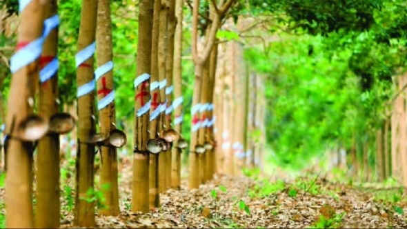 Xuất khẩu cao su những tháng cuối năm: Giảm phụ thuộc Trung Quốc, mở rộng thị trường
