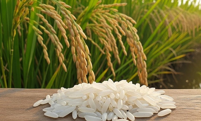 Giá nông sản hôm nay 19/8: Cà phê tăng mạnh, tiêu đi ngang, giá lúa gạo biến động trái chiều Giá nông sản hôm nay 19/8: Cà phê tăng mạnh, tiêu đi ngang, giá lúa gạo biến động trái chiều