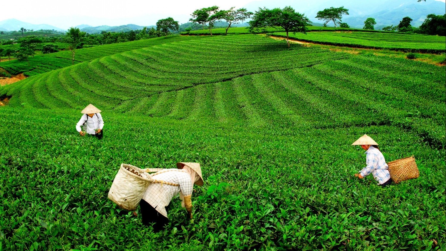 Xuất khẩu chè Việt Nam phục hồi mạnh, Mỹ và Nga tăng mua