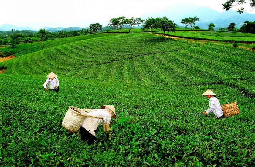 Xuất khẩu chè Việt Nam phục hồi mạnh, Mỹ và Nga tăng mua