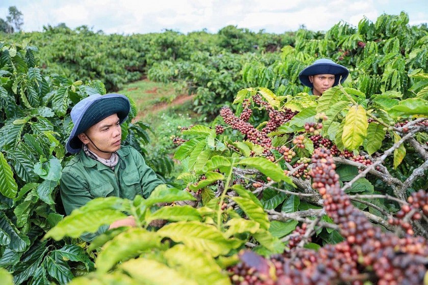 Giá nông sản hôm nay 20/8: Cà phê tăng mạnh, tiêu ổn định, lúa gạo biến động nhẹ Giá nông sản hôm nay 20/8: Cà phê tăng mạnh, tiêu ổn định, lúa gạo biến động nhẹ