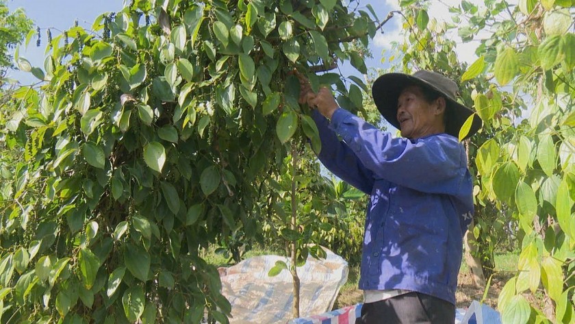 Giá nông sản hôm nay 20/8: Cà phê tăng mạnh, tiêu ổn định, lúa gạo biến động nhẹ Giá nông sản hôm nay 20/8: Cà phê tăng mạnh, tiêu ổn định, lúa gạo biến động nhẹ