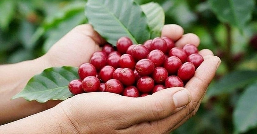 Giá nông sản hôm nay 21/8: Cà phê quay đầu giảm, hồ tiêu đi ngang, giá lúa gạo biến động trái chiều