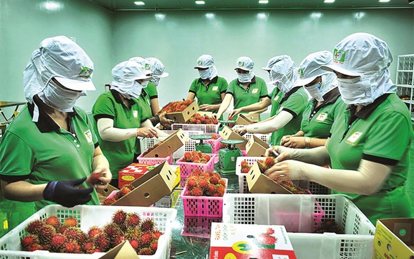 Bao bì “xanh” thành cửa ải mới của hàng xuất khẩu vào EU