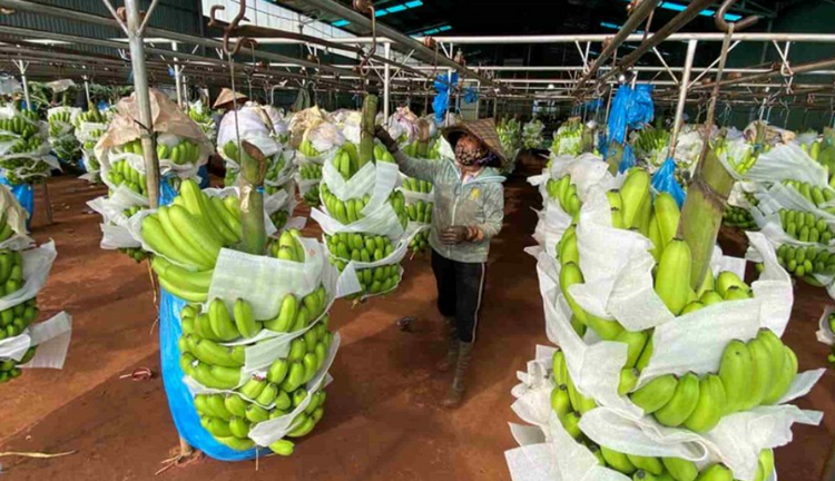 Quảng Ngãi ứng dụng công nghệ cao trong phát triển nông nghiệp xanh