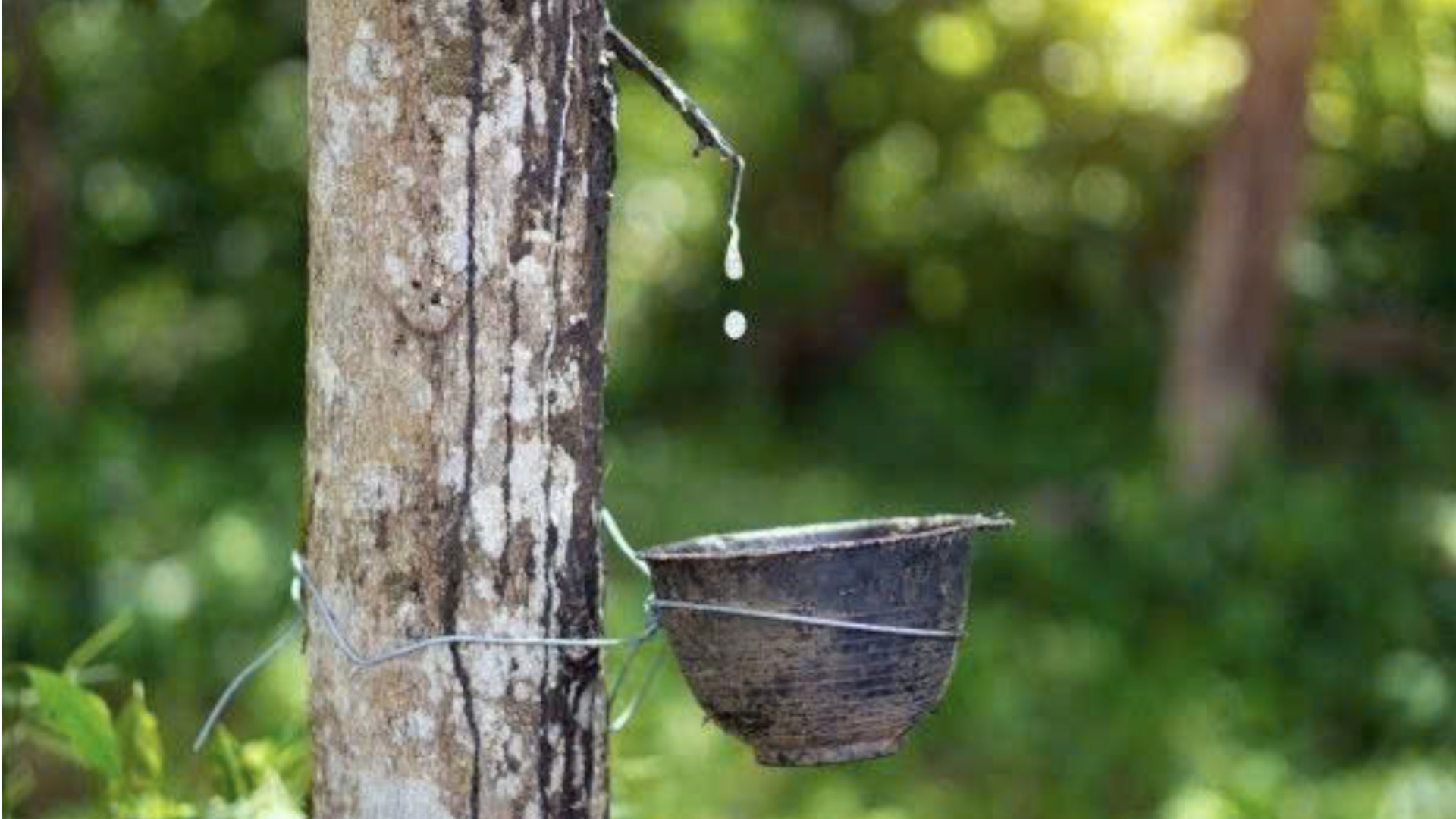 Giá cao su hôm nay 8/9: Malaysia lập đỉnh mới do lo ngại nguồn cung
