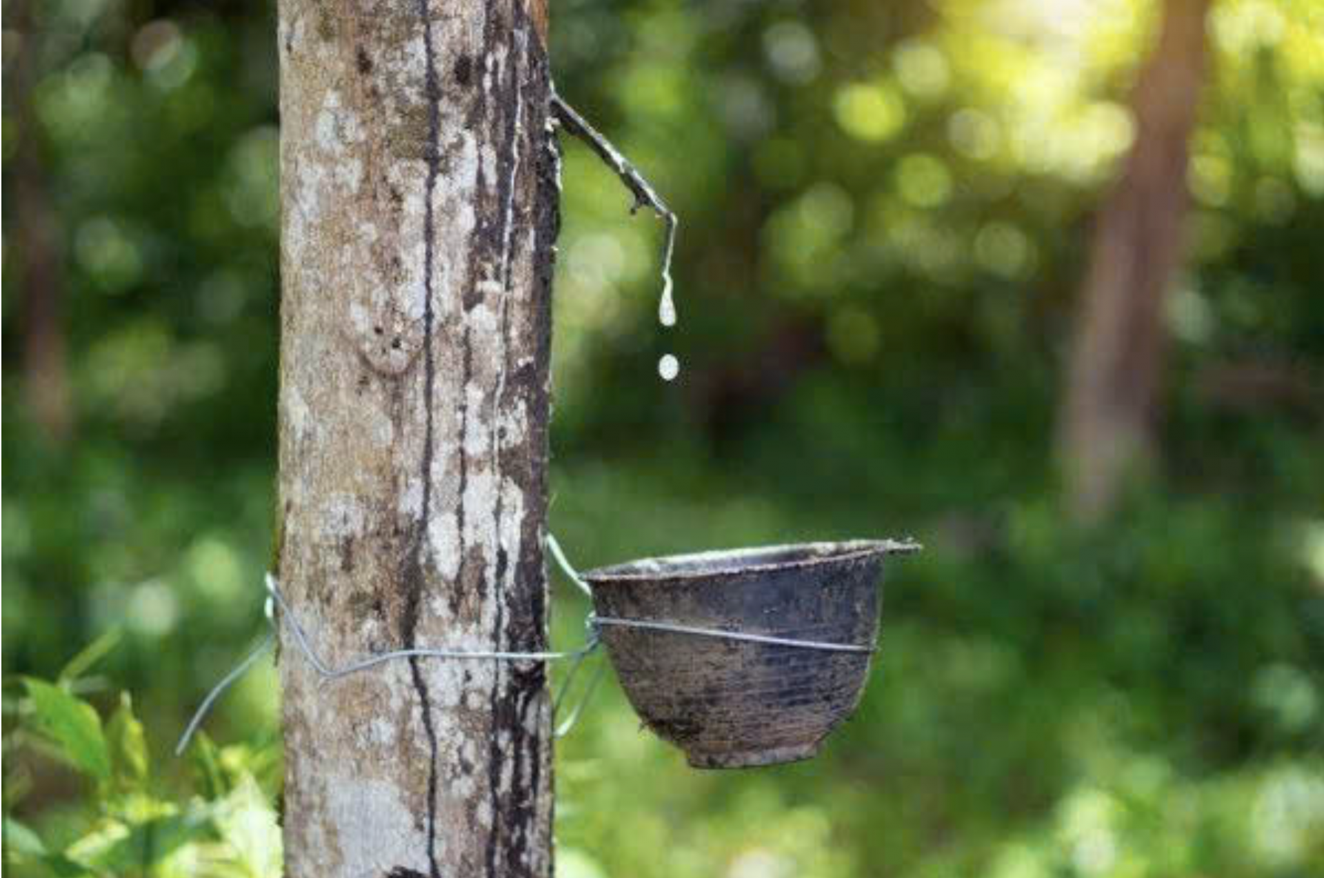 Giá cao su hôm nay 8/9: Malaysia lập đỉnh mới do lo ngại nguồn cung