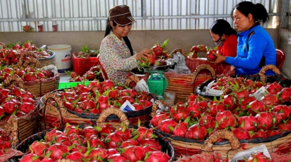 Nâng chuẩn vùng nguyên liệu, mở rộng cơ hội xuất khẩu Nâng chuẩn vùng nguyên liệu, mở rộng cơ hội xuất khẩu