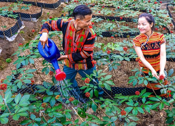 Đà Nẵng phát triển chuỗi liên kết, gia tăng giá trị dược liệu