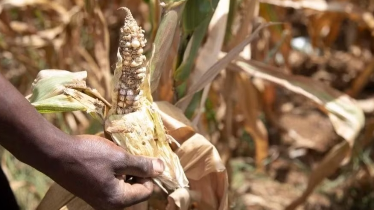 El Nino làm gia tăng nguy cơ thời tiết cực đoan