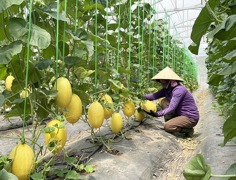 Thúc đẩy liên kết phát triển nông nghiệp hữu cơ, tuần hoàn