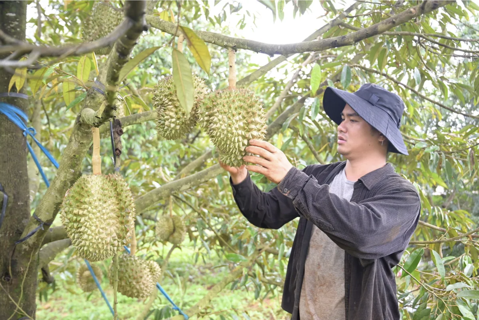 Doanh nghiệp và người sản xuất cần tăng cường kiểm soát từ vùng nguyên liệu, vật tư đầu vào đến sơ chế, đóng gói và truy xuất nguồn gốc để đáp ứng yêu cầu SPS. Ảnh internet