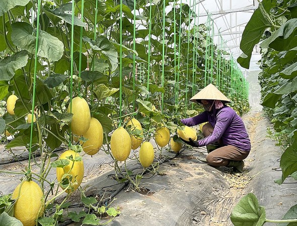 Thúc đẩy liên kết phát triển nông nghiệp hữu cơ, tuần hoàn