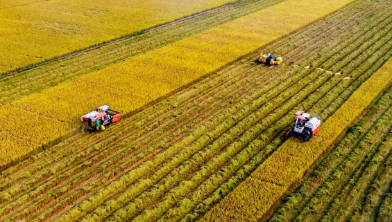 Sản xuất nông nghiệp vào cuộc đua nước rút cuối năm