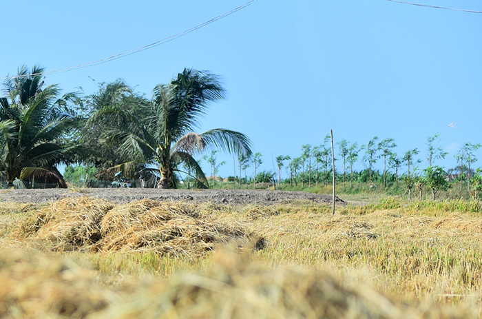 El Nino khiến thời tiết diễn biến phức tạp