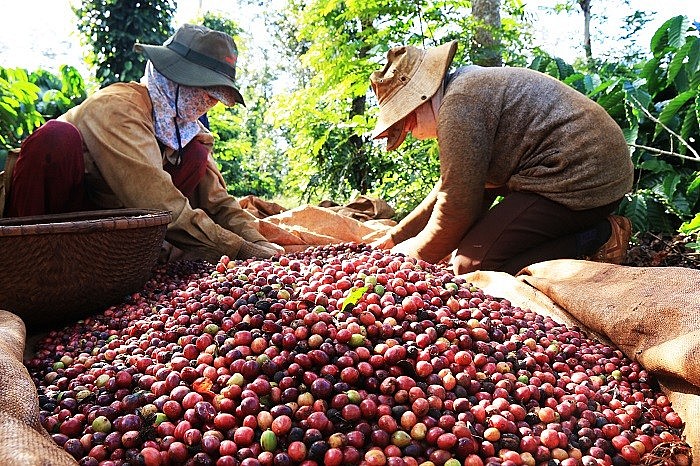 Phát triển thị trường giao dịch hàng hóa phái sinh: Chuyển lợi thế sản xuất thành vị thế trên thị trường