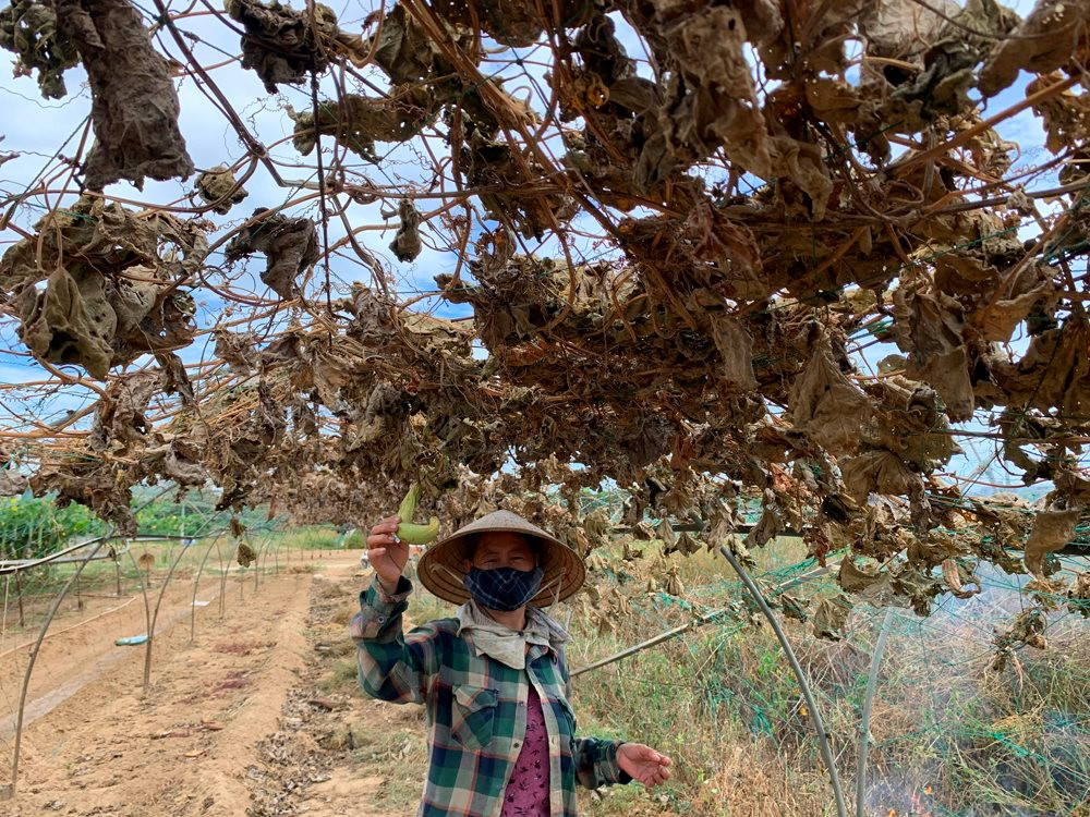 Đà Nẵng ứng phó với nước biển dâng: Lồng ghép nhiều kế hoạch Đà Nẵng ứng phó với nước biển dâng: Lồng ghép nhiều kế hoạch