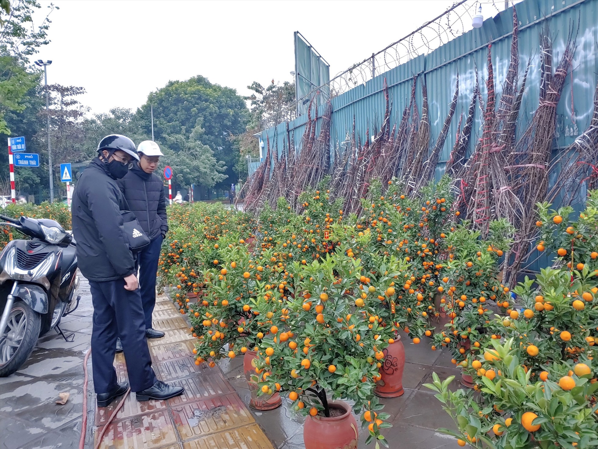 Lái buôn quất cảnh: Tết năm nay không có bánh chưng