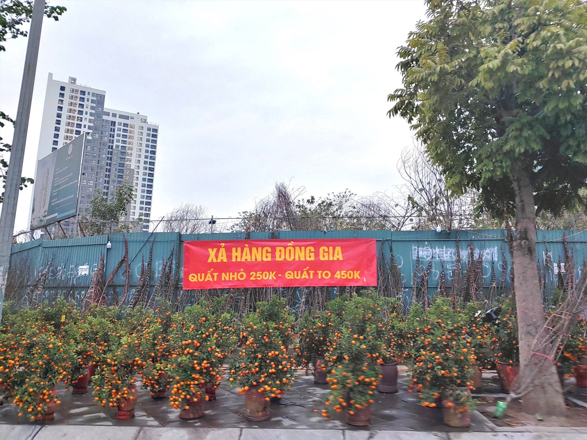 Lái buôn quất cảnh: Tết năm nay không có bánh chưng