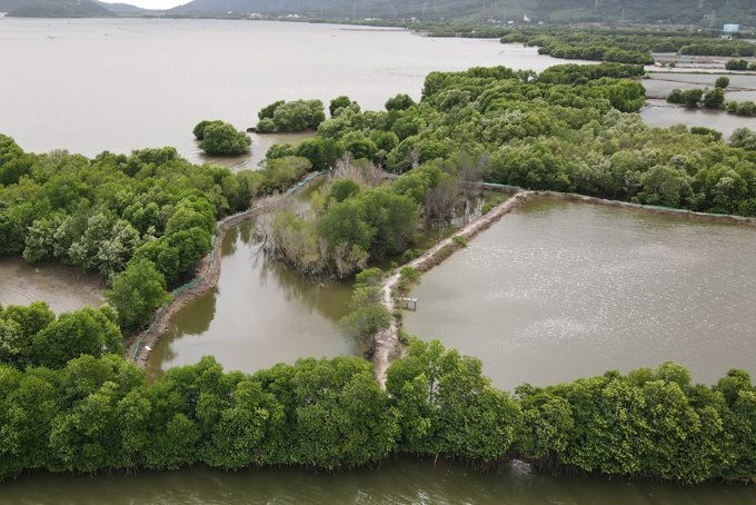 Hồi sinh những cánh rừng ngập mặn ở Khánh Hoà Hồi sinh những cánh rừng ngập mặn ở Khánh Hoà