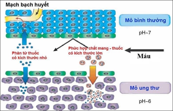 Việt Nam nghiên cứu phương pháp diệt tế bào ung thư thông minh, tiên tiến Việt Nam nghiên cứu phương pháp diệt tế bào ung thư thông minh, tiên tiến