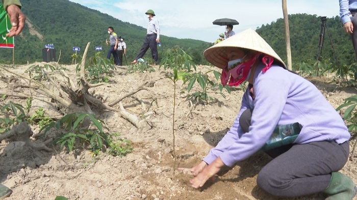 Tuyên Hóa phục hồi cánh rừng nhờ trồng cây bản địa Tuyên Hóa phục hồi cánh rừng nhờ trồng cây bản địa