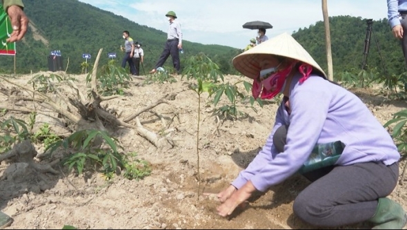 Tuyên Hóa phục hồi cánh rừng nhờ trồng cây bản địa