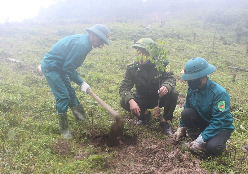 Tuyên Hóa phục hồi cánh rừng nhờ trồng cây bản địa Tuyên Hóa phục hồi cánh rừng nhờ trồng cây bản địa