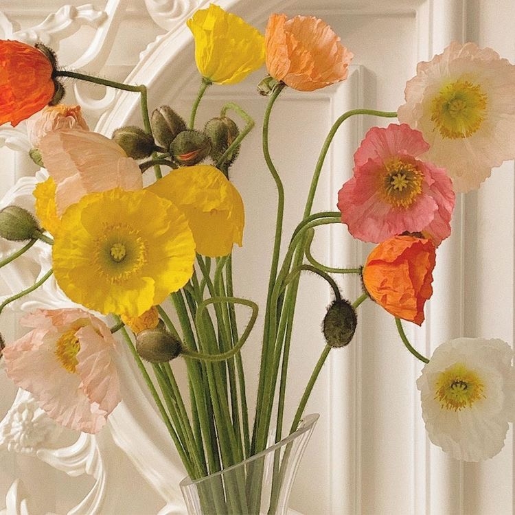 Tử vi 12 con giáp ngày 5/1/2024: Tuổi Mão tiểu nhân phá hoại, tuổi Hợi gặt hái tài lộc